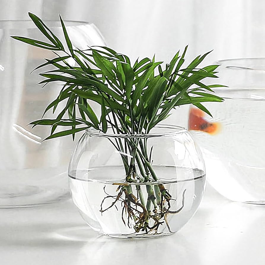 テラグラス6030　水槽　テラリウム　ガラス製　植物　アクア　メダカ　貴重　新品 楽天市場】訳ありB級品 16センチ 金魚 メダカ 透明 丸 鉢 金魚鉢